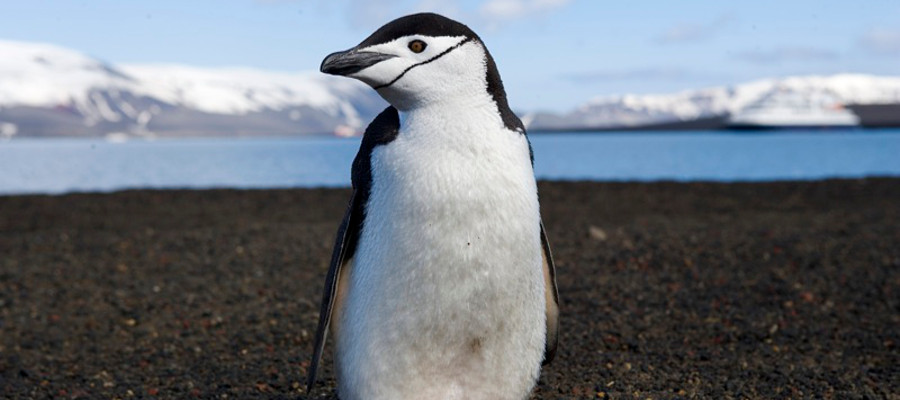 Photo of a Chinstrap Penguin