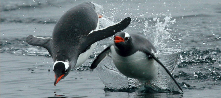 Photo of some Gentoo Penguins