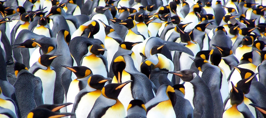 Photo of some King Penguins