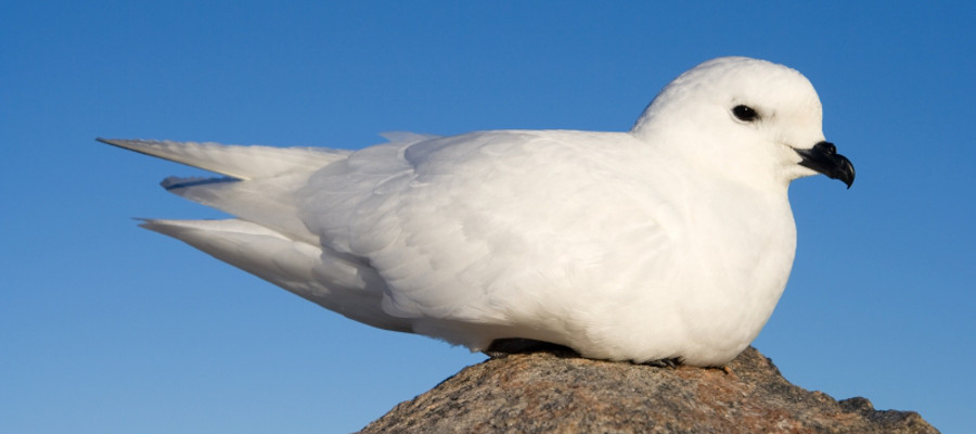 Snow Petrel