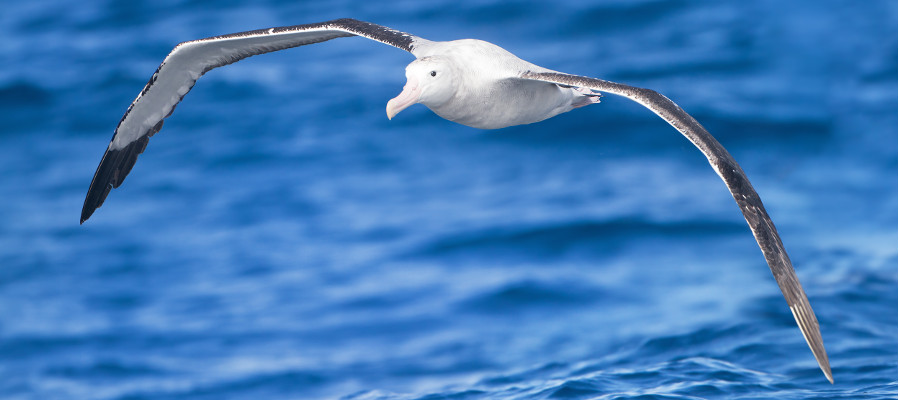 Wandering Albatross