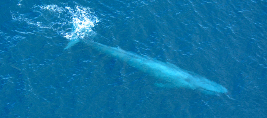 Image of a Blue Whale