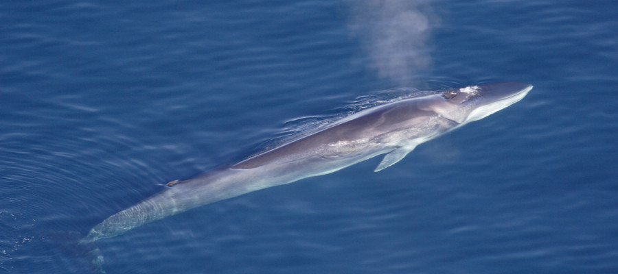 Image of a Fin Whale