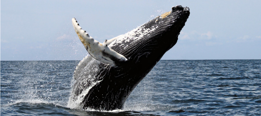 Image of a Humpback Whale