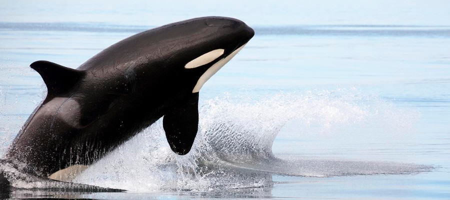 Image of a Killer Whale