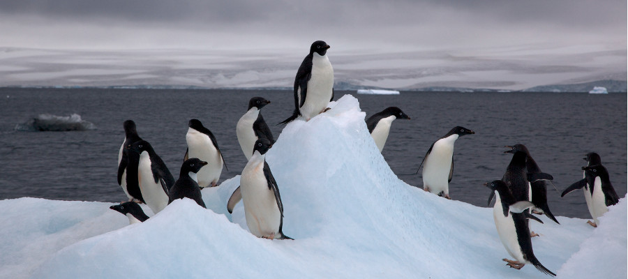 Photo of some Adelie Penguins