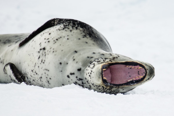 Antarctica Seals