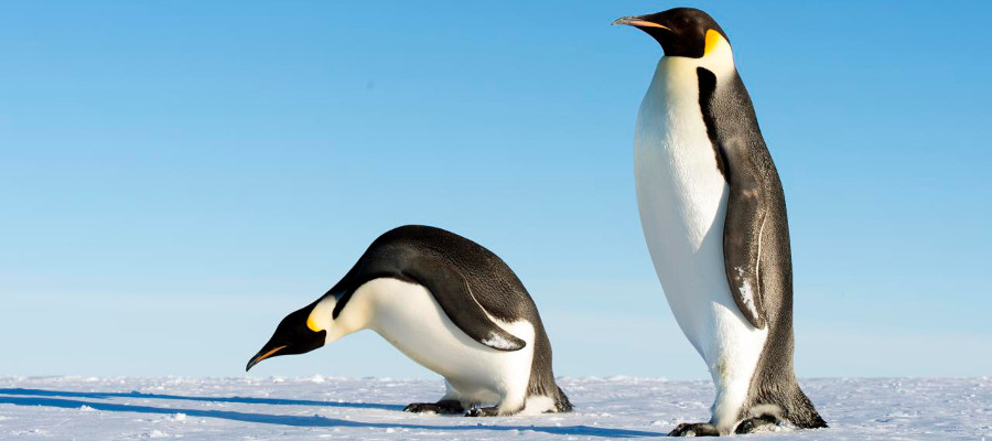 Photo of some Emperor Penguins